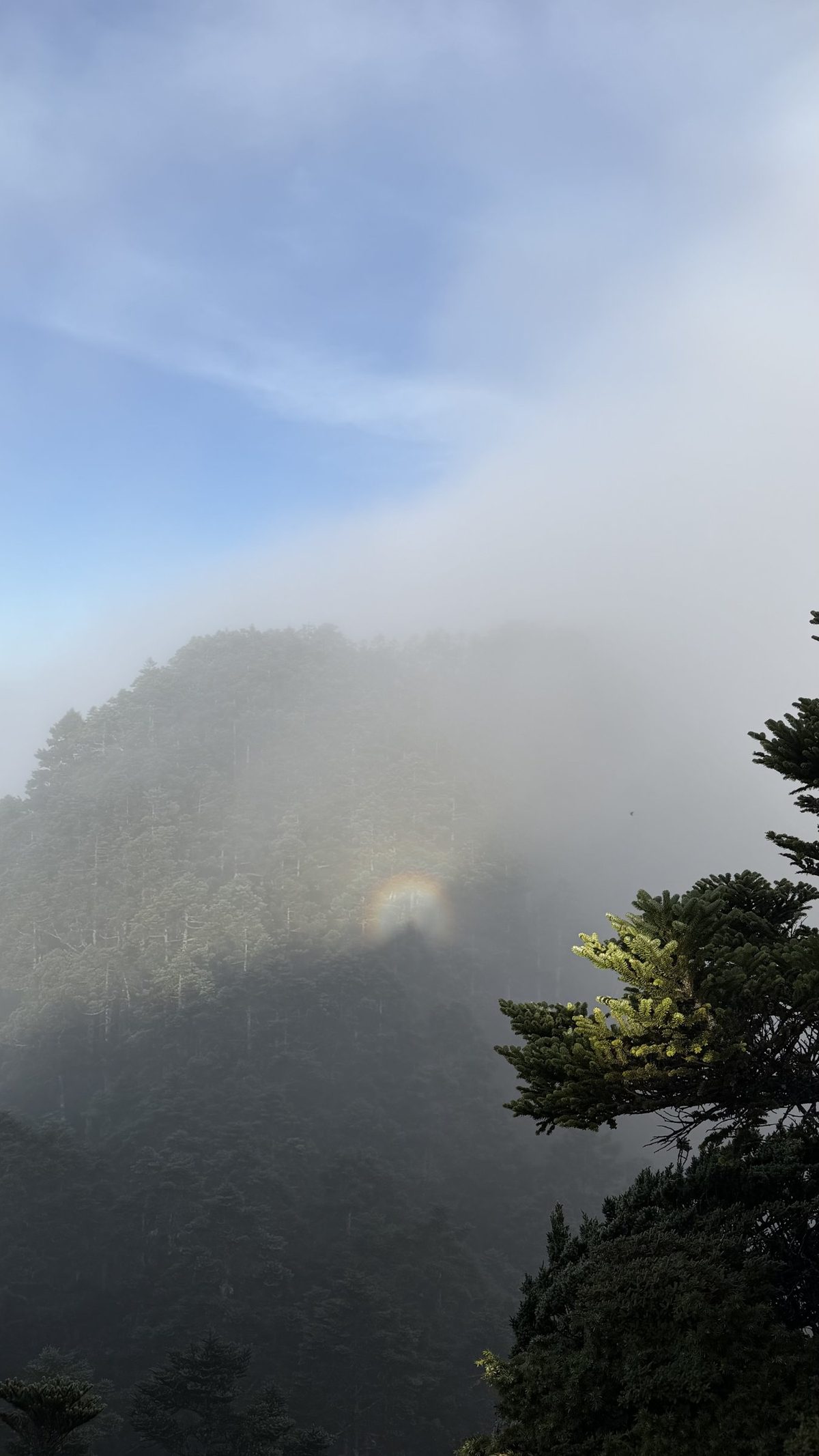 霧中樹林上方出現一圈小小的圓形彩虹，右下是松枝
